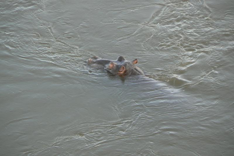 12 REGIONE DEL MPUMALANGA Parco Kruger